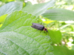 Photinus extensus