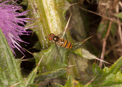 Episyrphus balteatus