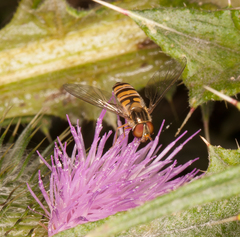 Episyrphus balteatus