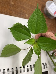 Pilea pumila