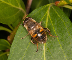 Eristalis tenax