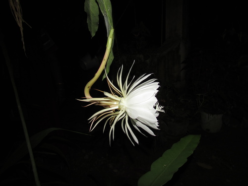 Image of Epiphyllum oxypetalum by (c) Ansil B.R., some rights reserved (CC BY)