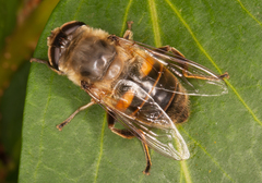 Eristalis tenax