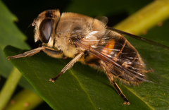 Eristalis tenax