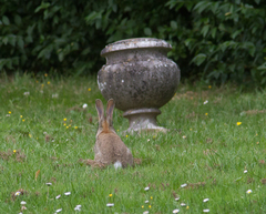 Oryctolagus cuniculus