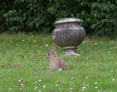 Oryctolagus cuniculus