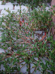 Portulaca