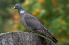 Columba palumbus
