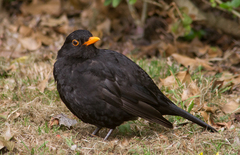 Turdus merula