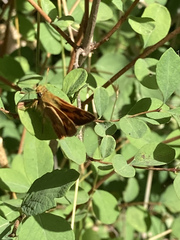 Ochlodes sylvanoides
