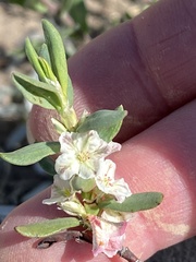 Polygonum shastense