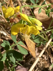 Ochlodes sylvanoides