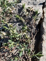 Polygonum shastense