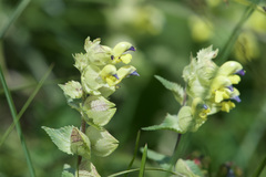 Rhinanthus freynii