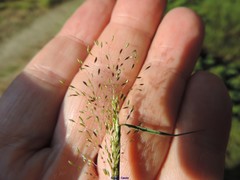Agrostis delicatula