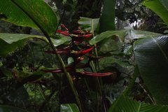 Heliconia monteverdensis image