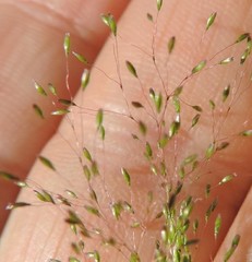 Agrostis delicatula