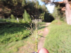 Agrostis delicatula