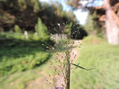 Agrostis delicatula