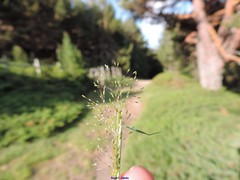 Agrostis delicatula