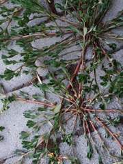 Portulaca