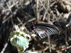 Parides neophilus
