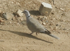 Streptopelia decaocto