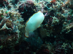 Goniobranchus sinensis