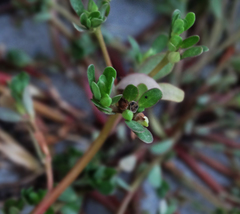 Portulaca