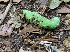 Peridea anceps