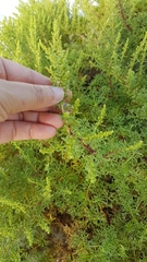 Artemisia campestris maritima