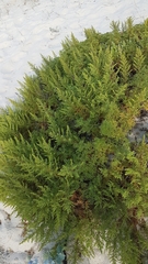 Artemisia campestris maritima