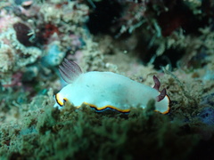 Goniobranchus sinensis