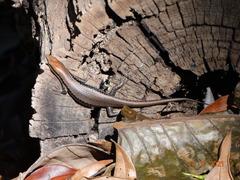 Notomabuya frenata