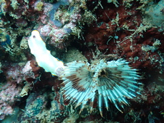 Goniobranchus sinensis