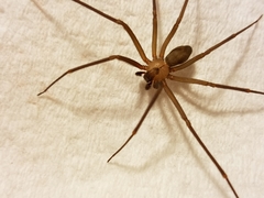 Loxosceles reclusa