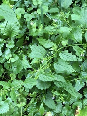 Scutellaria lateriflora