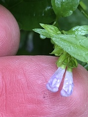 Scutellaria lateriflora