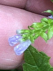 Scutellaria lateriflora