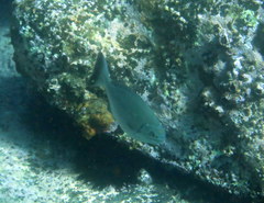Kyphosus sydneyanus