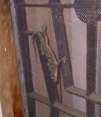 Hemidactylus flaviviridis