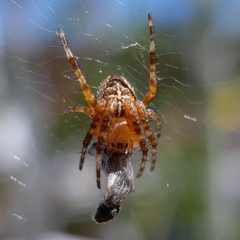 Araneus diadematus