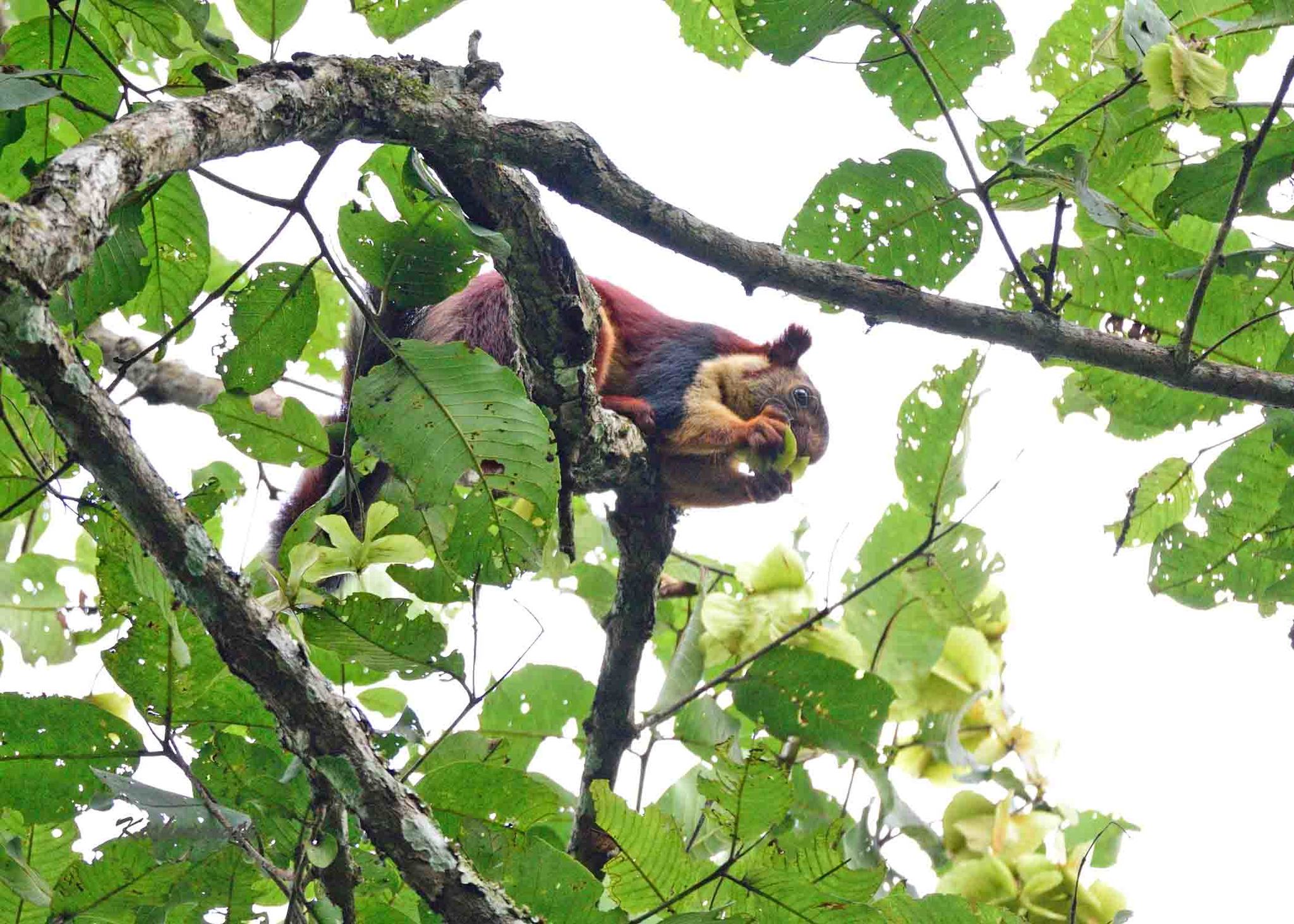 Indian giant squirrel