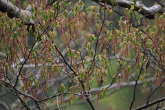 Carpinus laxiflora