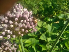 Apis mellifera ligustica