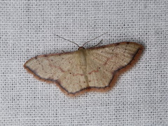 Idaea craspedota