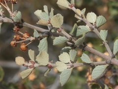 Ceanothus otayensis