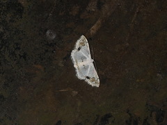 Scopula butleri