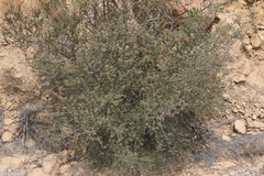 Ceanothus otayensis