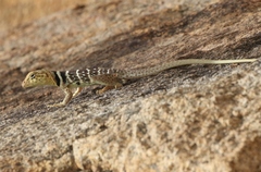 Crotaphytus vestigium